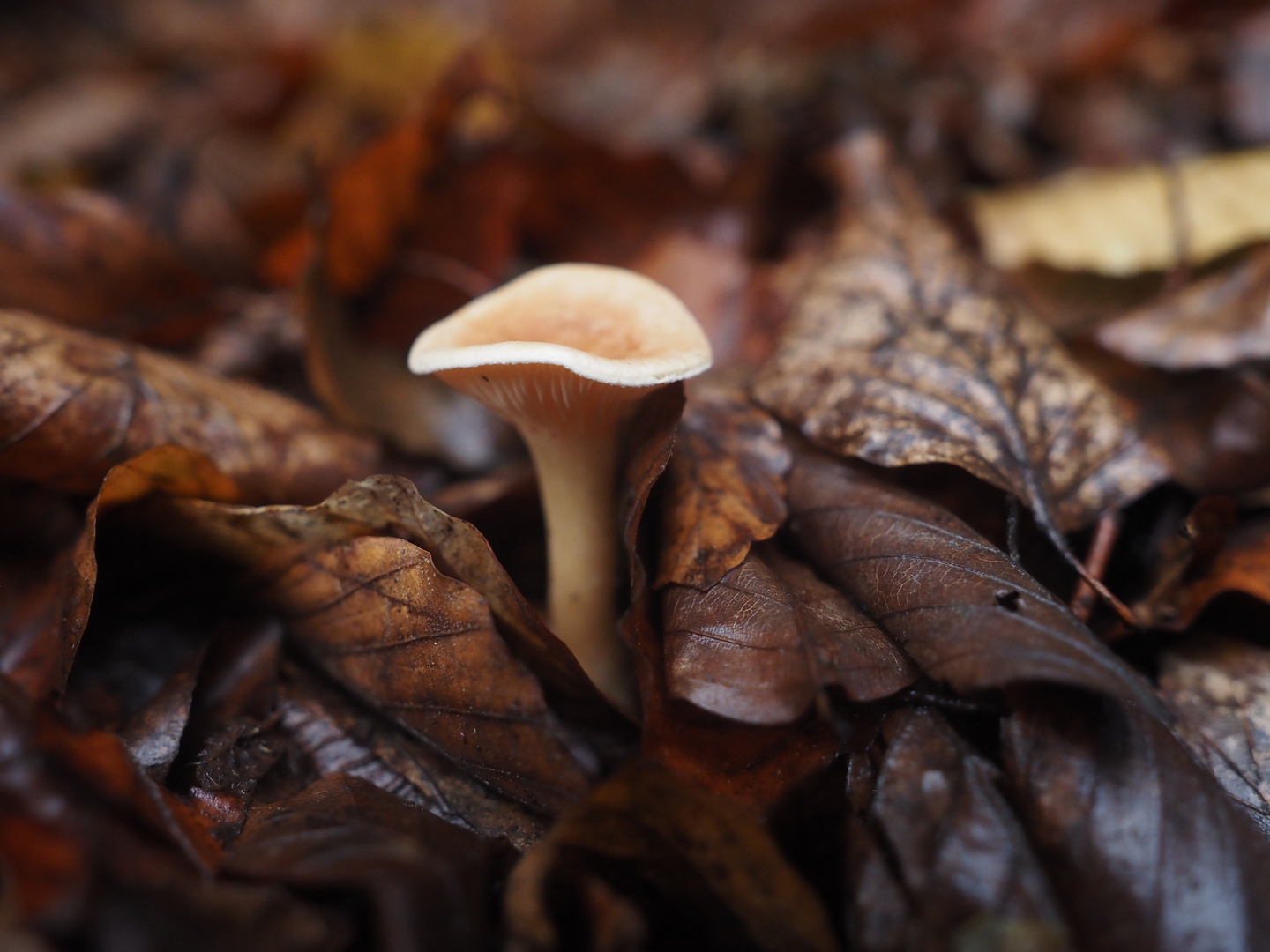 langsam zieht der Herbst ein ...