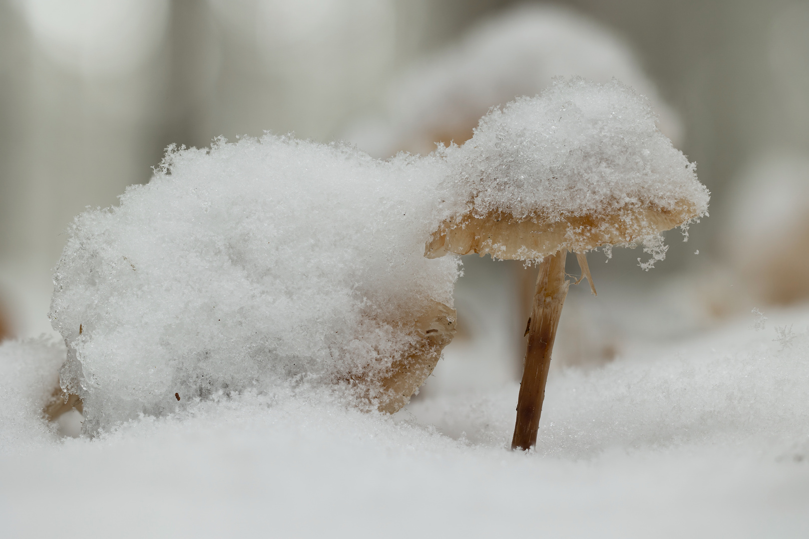 langsam zieht sich der Schnee zurück