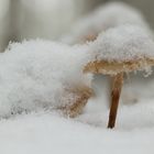 langsam zieht sich der Schnee zurück