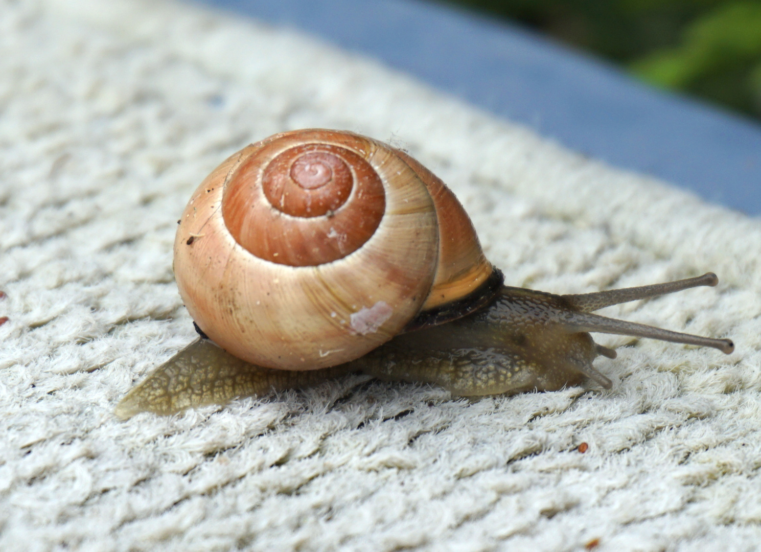 langsame Schnecke