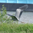 langsamer flug am Rhein