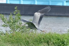 langsamer flug am Rhein