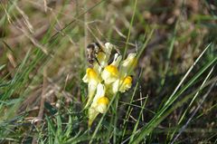 langsames Insektenleben 