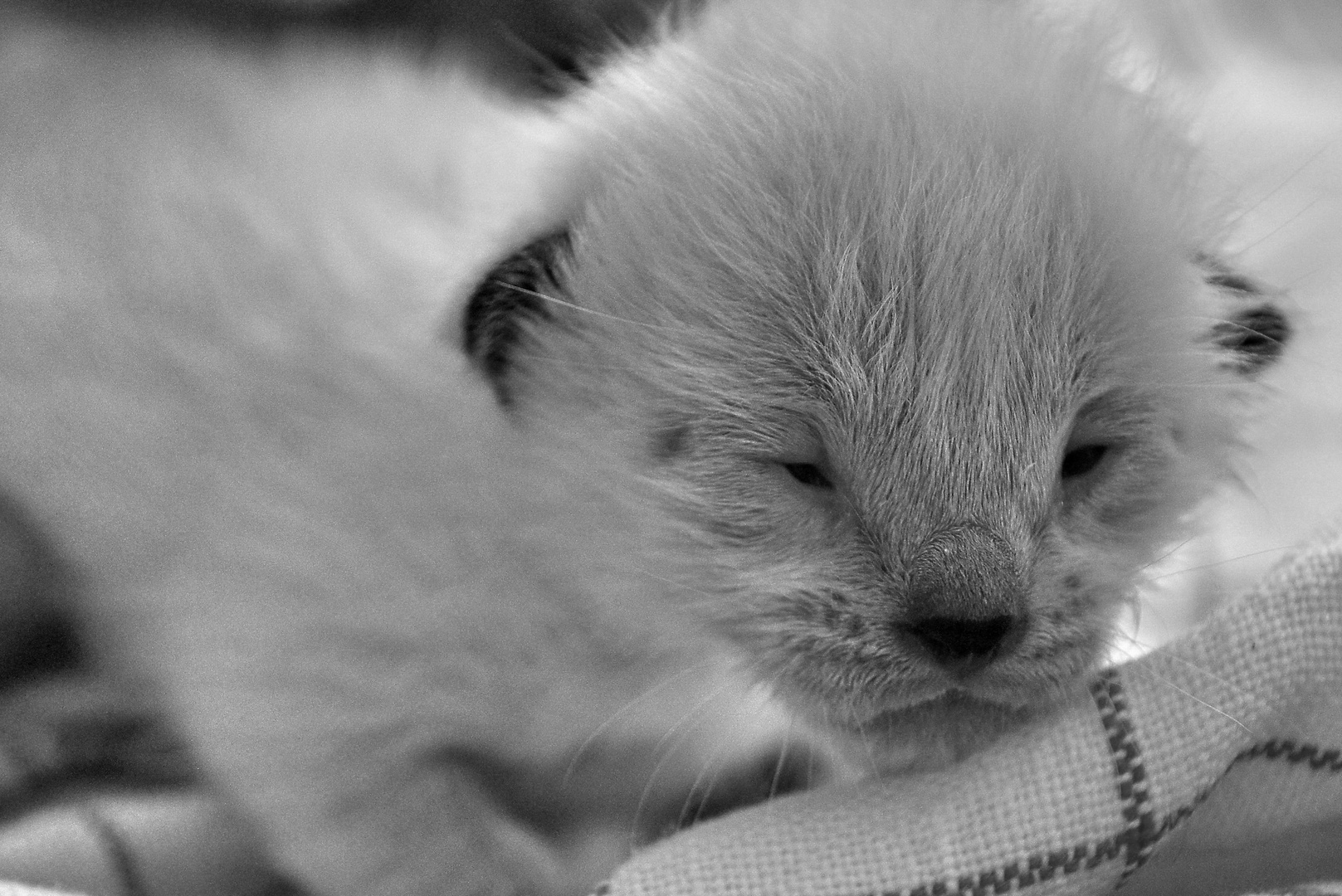 Langsames Öffnen der Augen (Siamkatze)