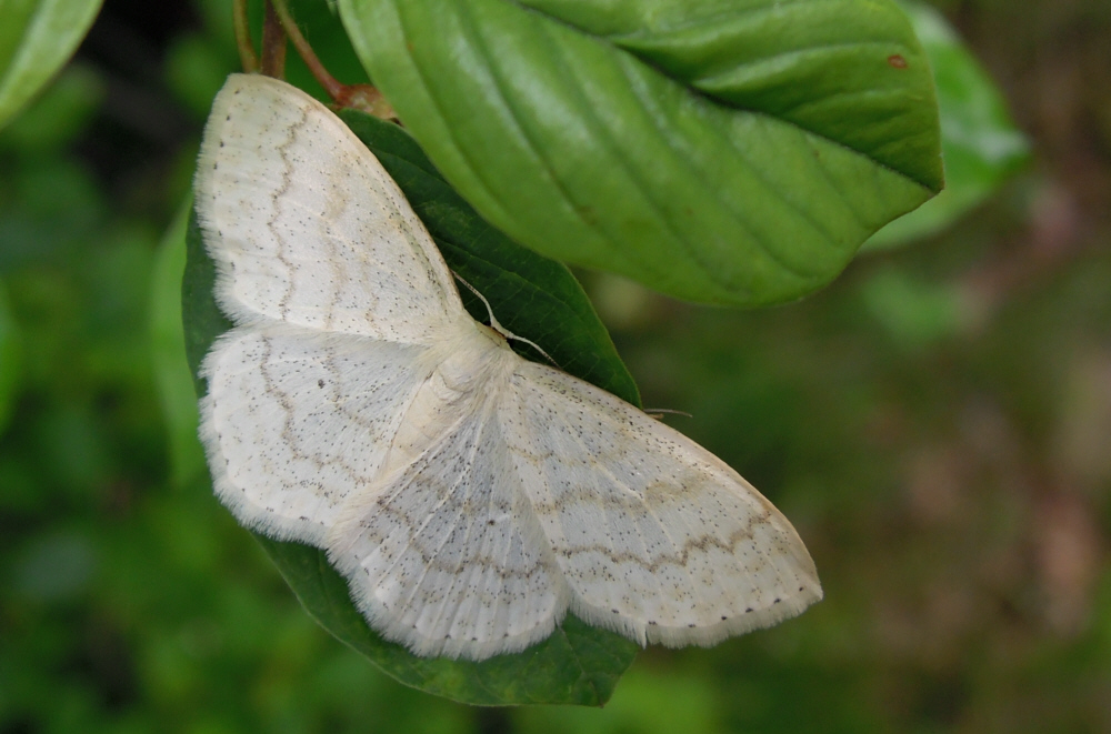 Langschläfer