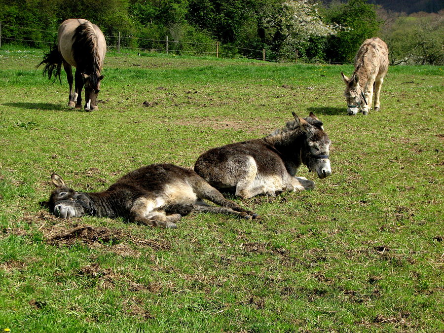 Langschläfer