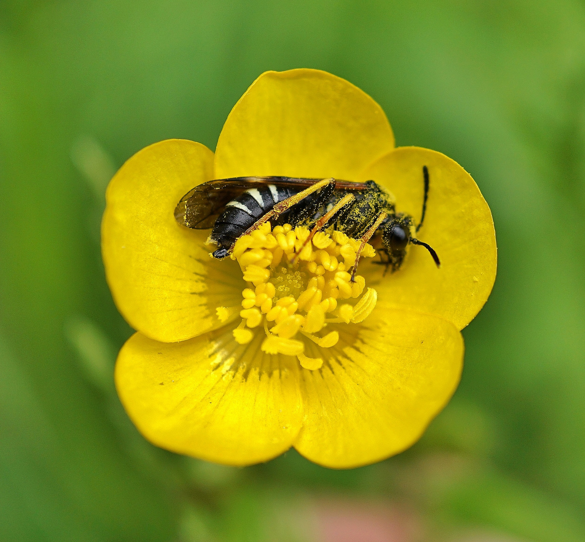 Langschläfer: Grabwespe in Hahnenfußblüte