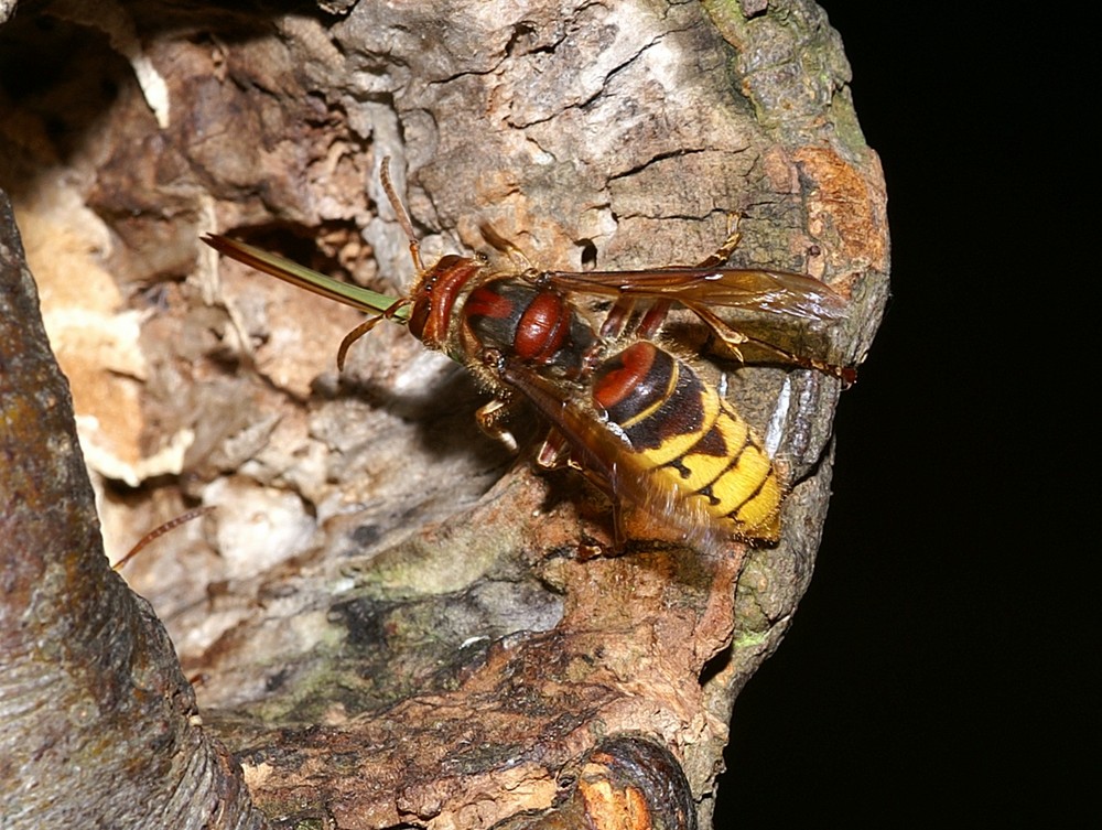 Langschnabel-                                                                         hornisse . . .