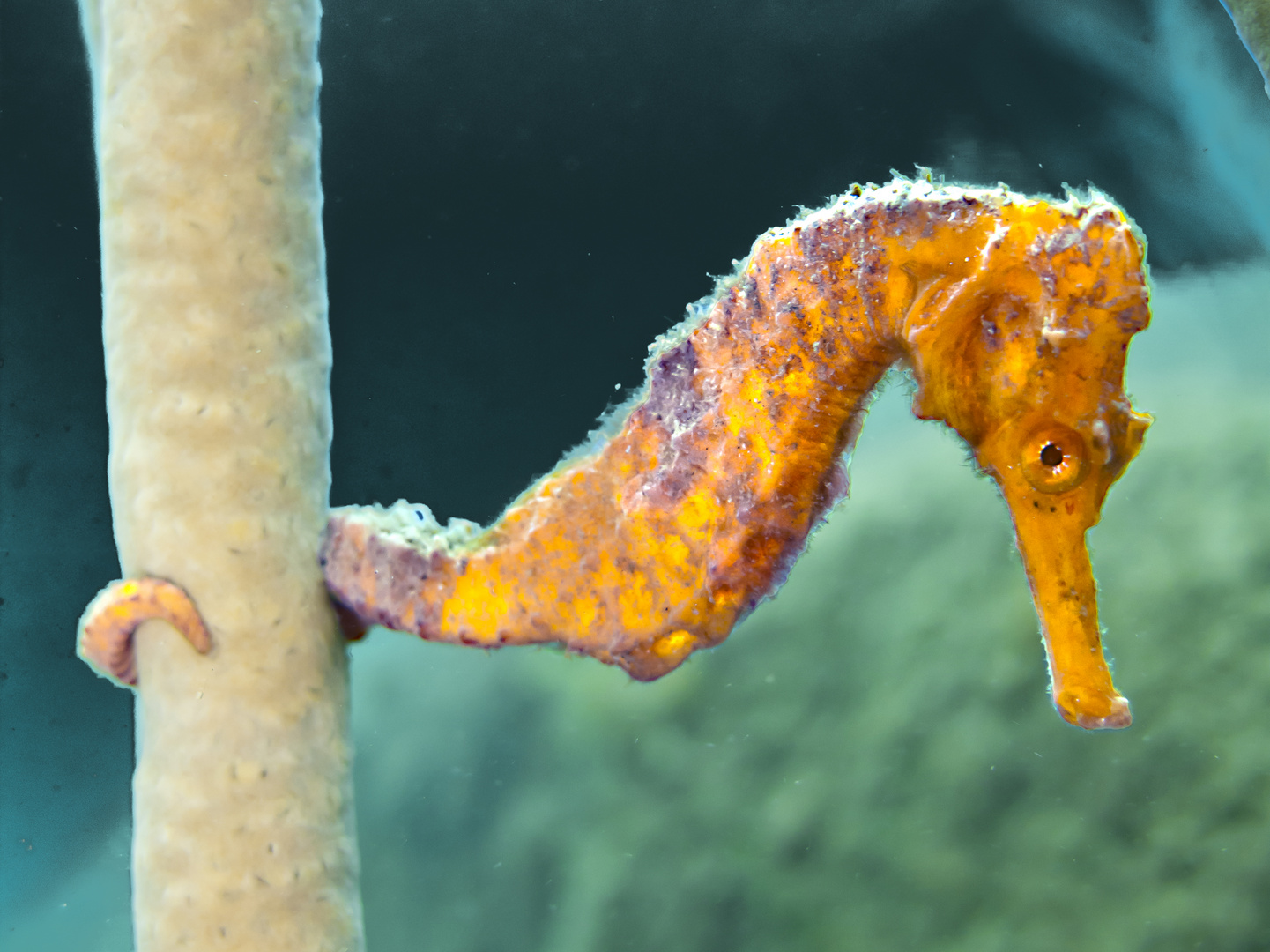 Langschnäuziges Seepferdchen Foto & Bild | unterwasser, uw-salzwasser, natur-kreativ Bilder auf ...