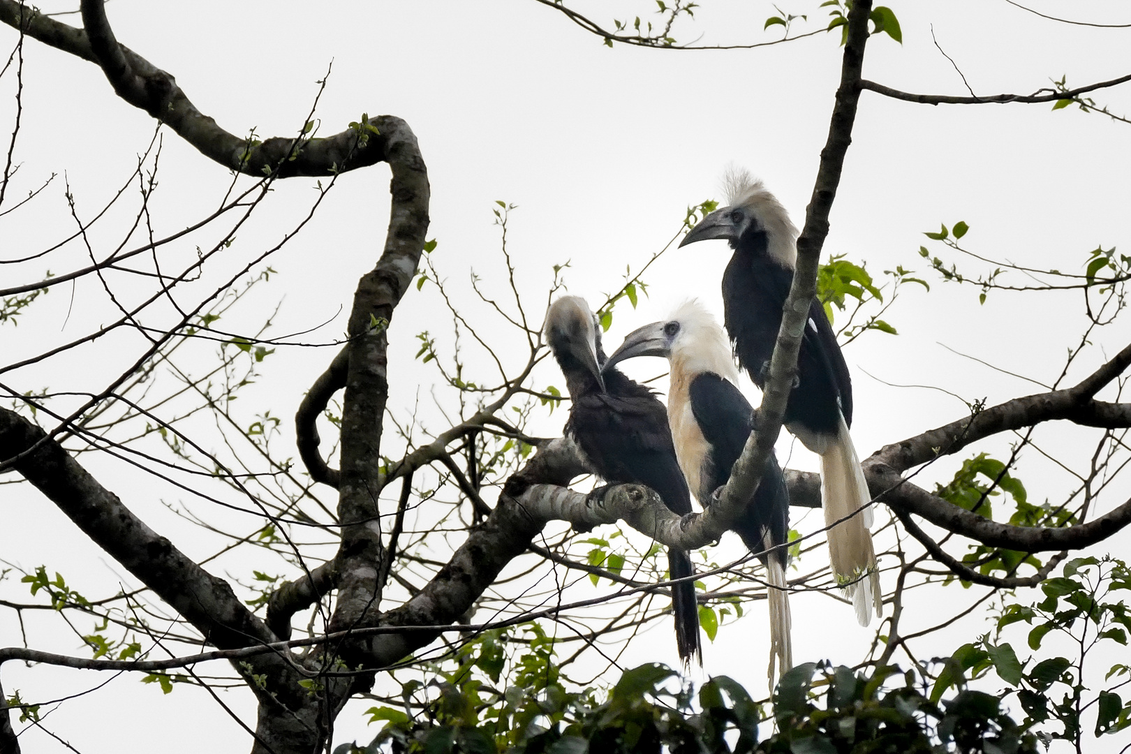 Langschopf-Hornvogel