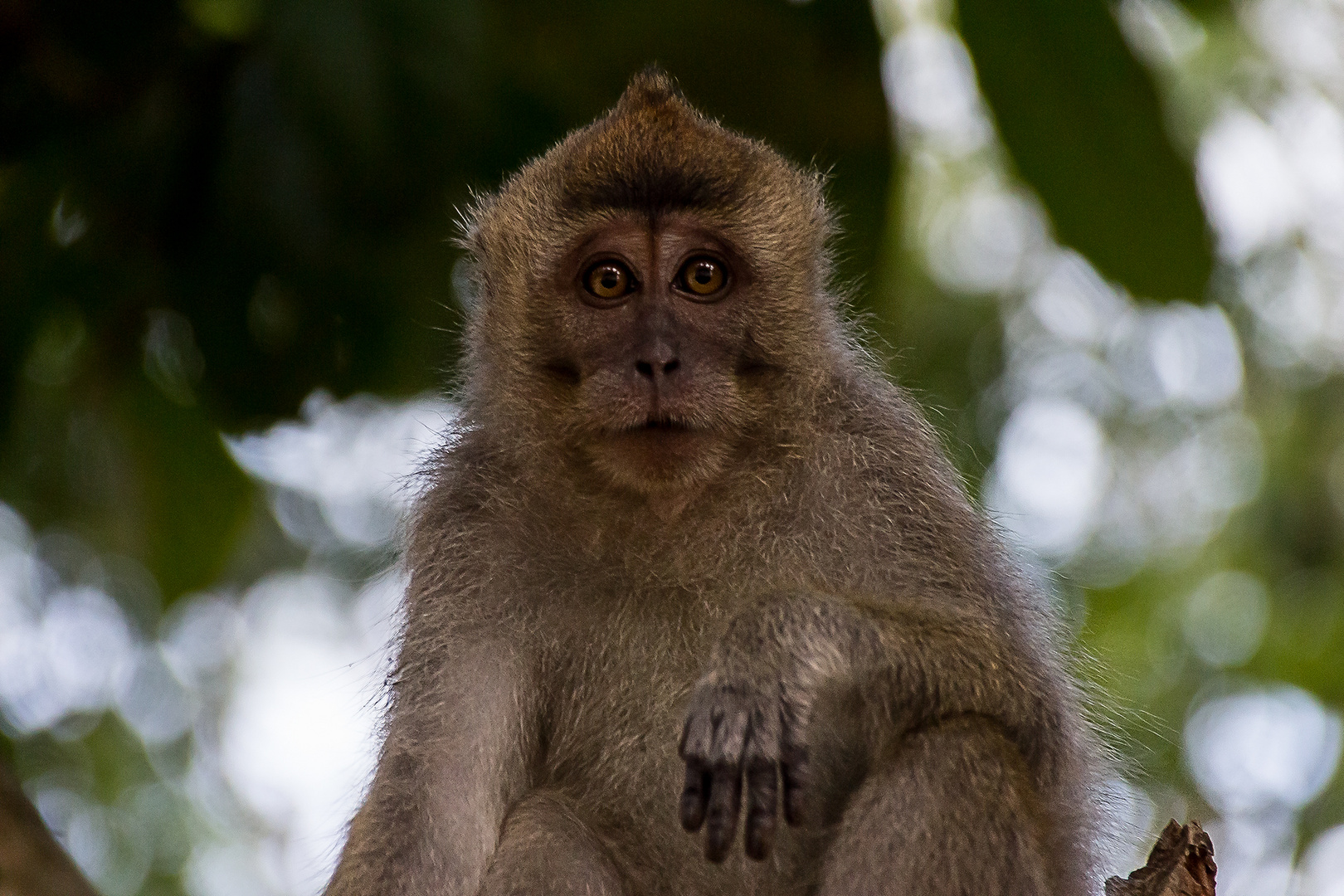 Langschwanz Makake auf Borneo