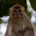 Langschwanz Makake auf Borneo