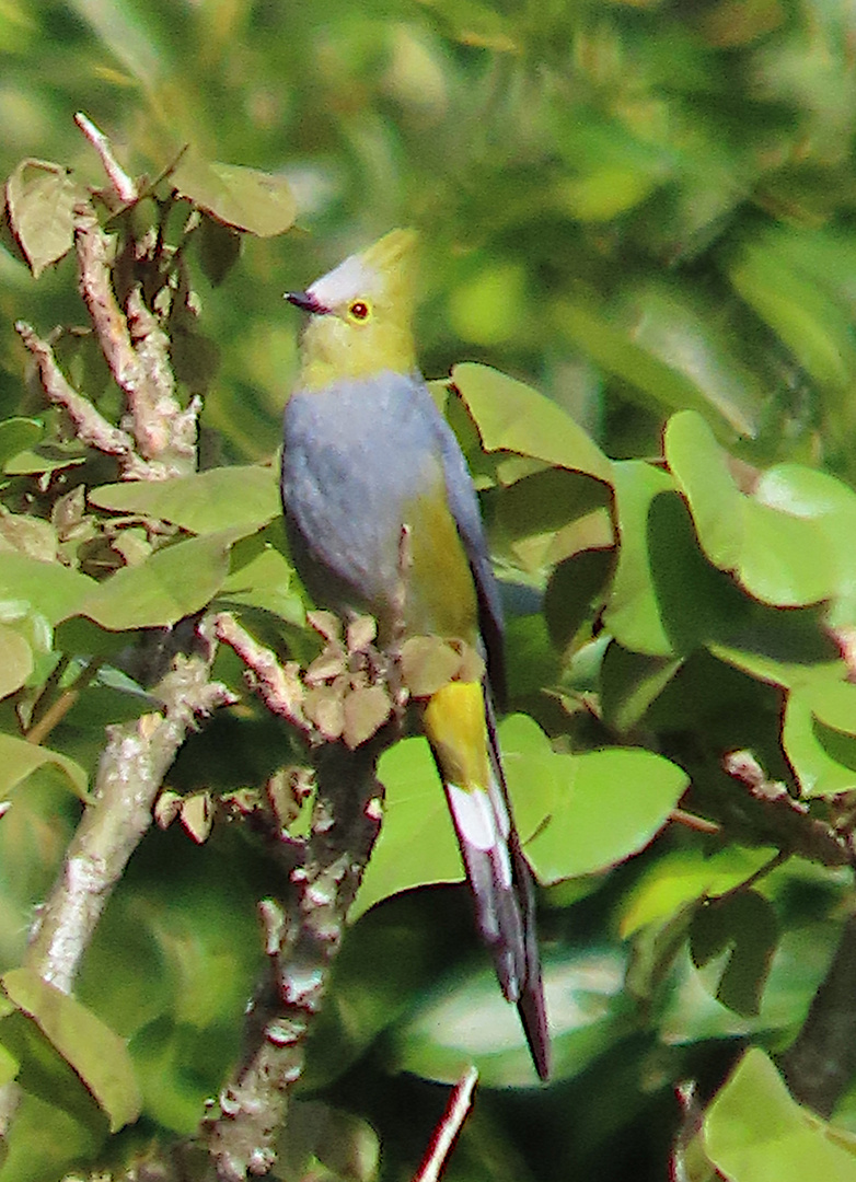 Langschwanz-Seidenschnäpper (Ptilogonys caudatus)