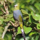 Langschwanz-Seidenschnäpper (Ptilogonys caudatus)