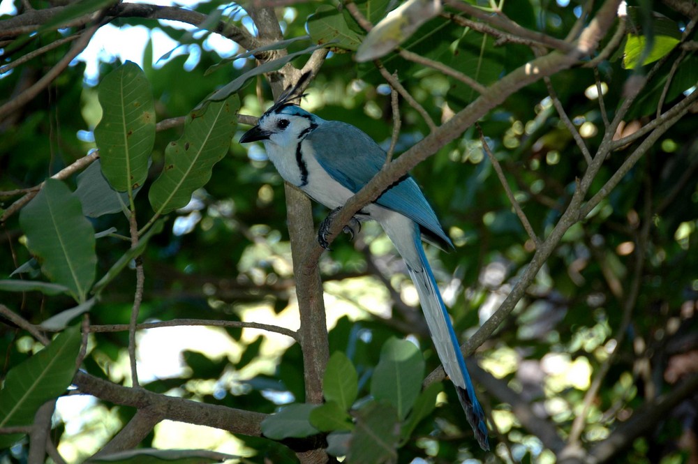 Langschwanzhäher ( Calocitta formosa )