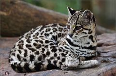 langschwanzkatze (baumozelot) / margay / leopardus wiedii (46-79 cm)