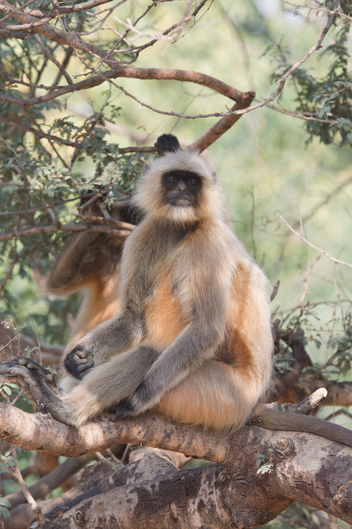 Langschwanzlanguren (semnopithecus entellus)