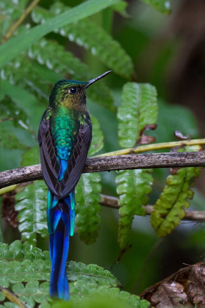 Langschwanzsylphe (Aglaiocercus coelestis), Tandayapa , Ecuador