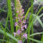 Langspornige Handwurz 'Gymnadenia conopsea'