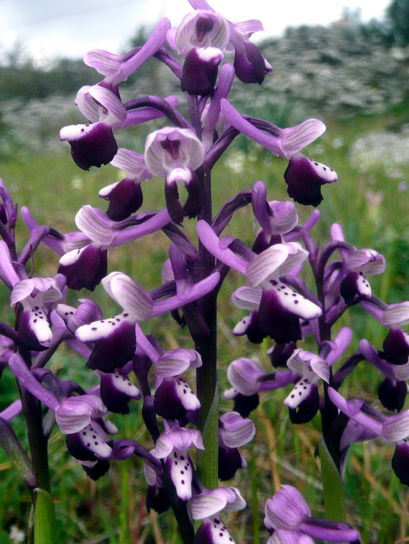 Langsporniges Knabenkraut (Orchis longicornu)