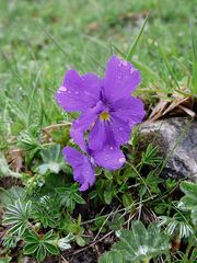 Langsporniges Stiefmütterchen oder Kalk-Veilchen (Viola calcarata) im Regen