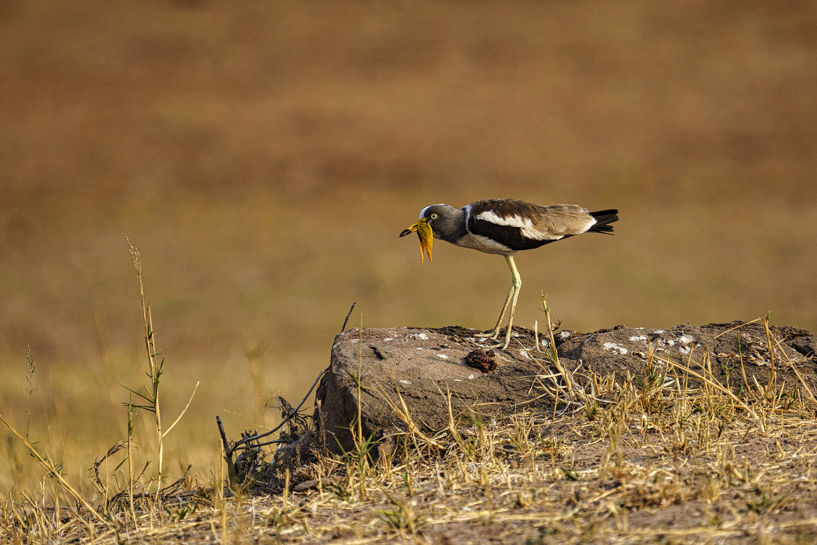 Langspornkiebitz, Weißscheitelkiebitz,Whitecrowned Plover, Vanellus albiceps