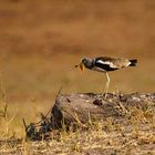 Langspornkiebitz, Weißscheitelkiebitz,Whitecrowned Plover, Vanellus albiceps