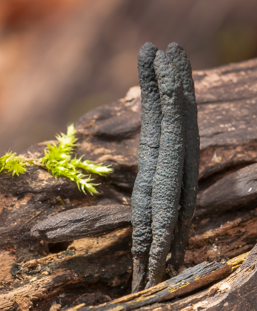 Langstieleige Holzkeule (Xylaria longipes)