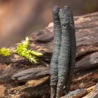 Langstieleige Holzkeule (Xylaria longipes)