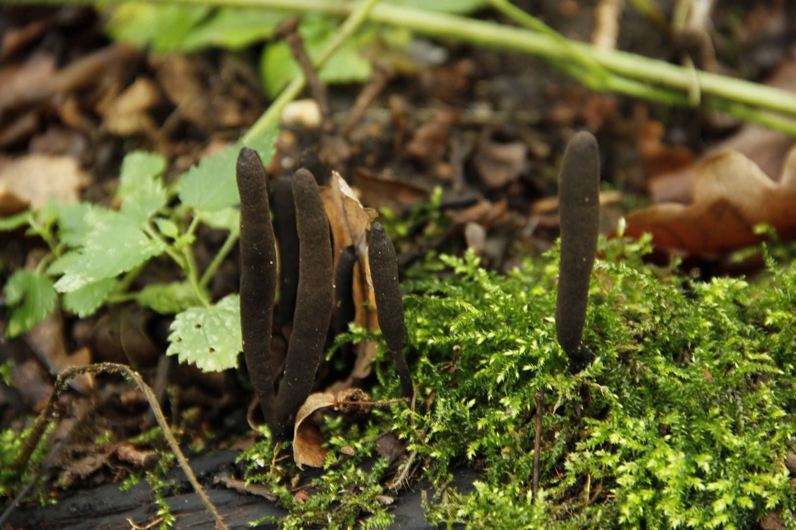 Langstielige Ahorn-Holzkeule