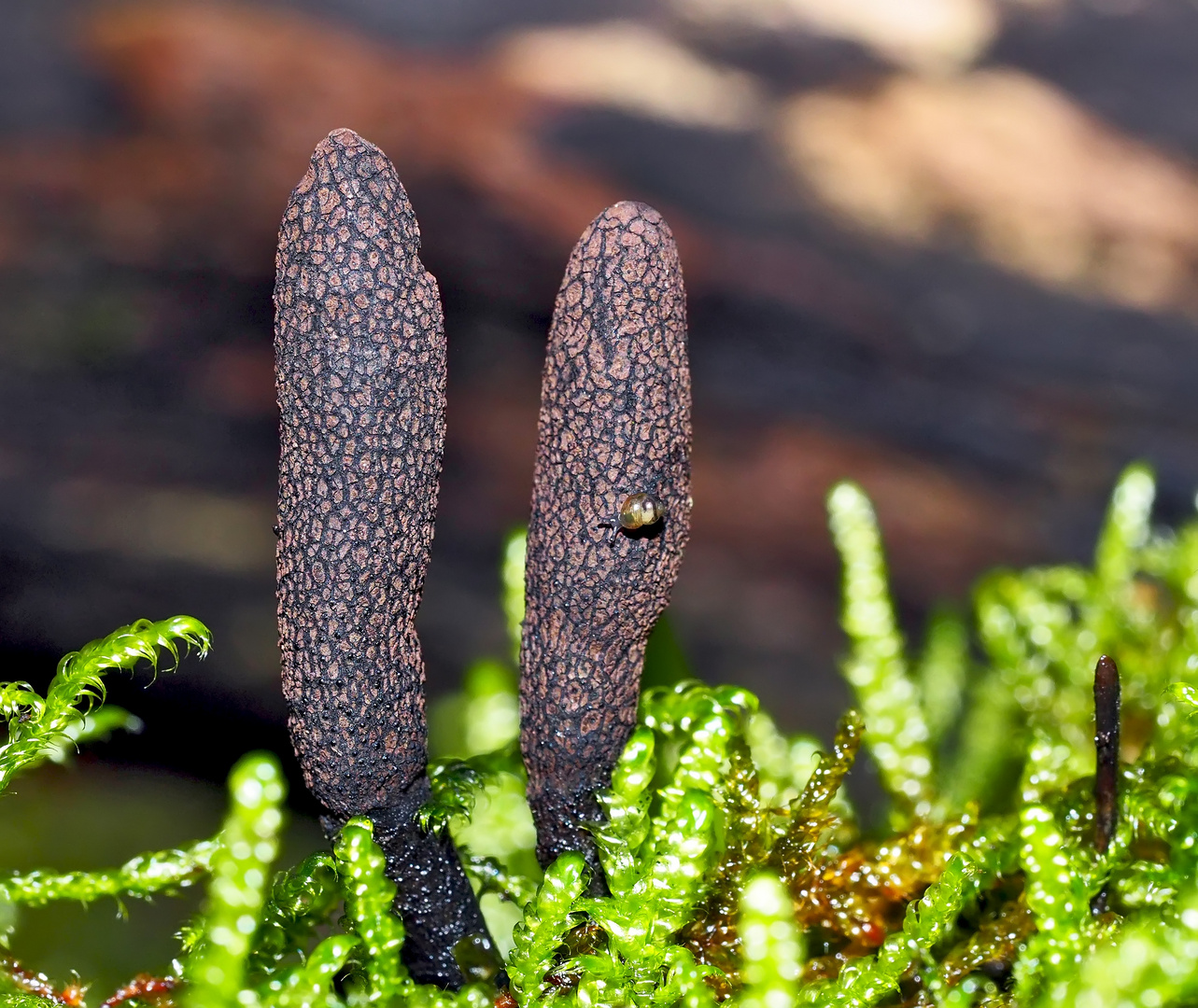 Langstielige Holzkeule (Xylaria longipes) - Champignons et escargot!