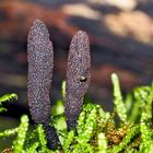 Langstielige Holzkeule (Xylaria longipes) - Champignons et escargot!