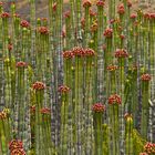 langstielige kakteen - Ferocactus-