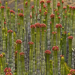 langstielige kakteen - Ferocactus-