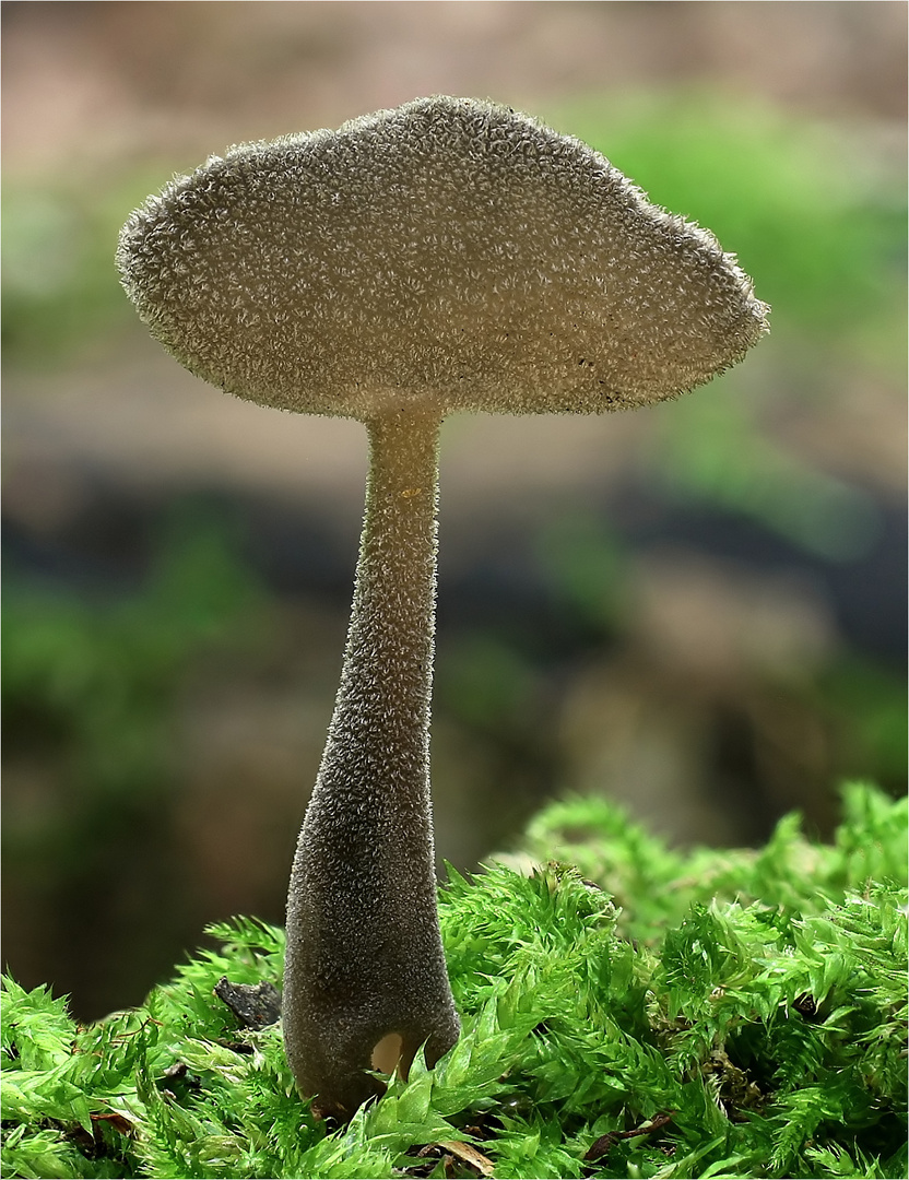 Langstielige Langfüßler (HELVELLA MACROPUS)