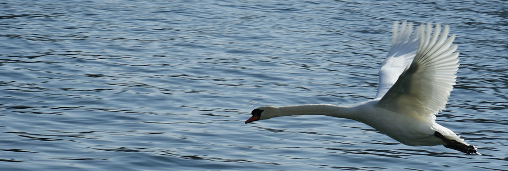 Langstreckenflieger