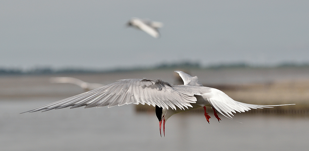 Langstreckenflieger