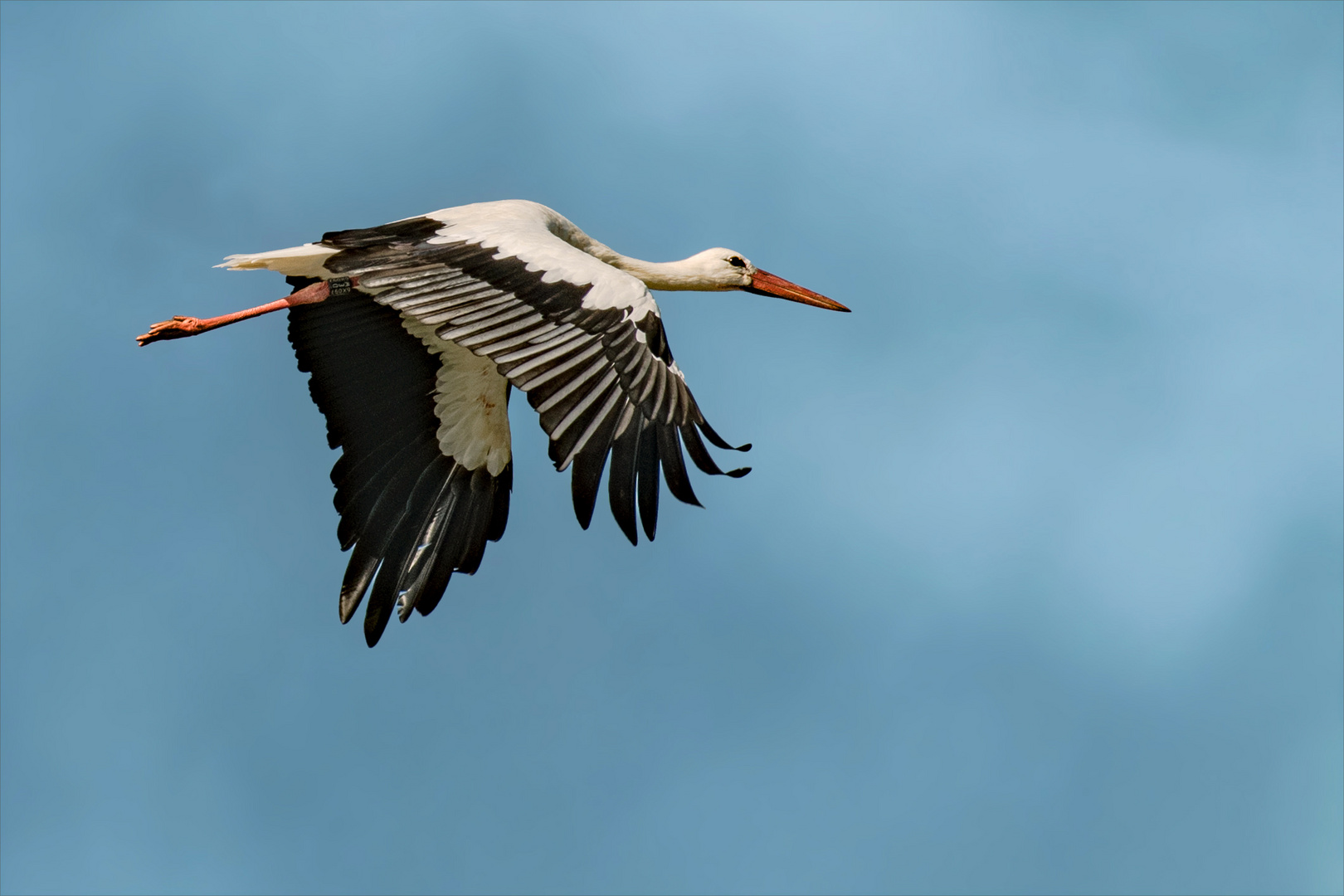 Langstreckenflieger