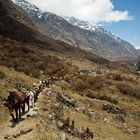 Langtang Valley