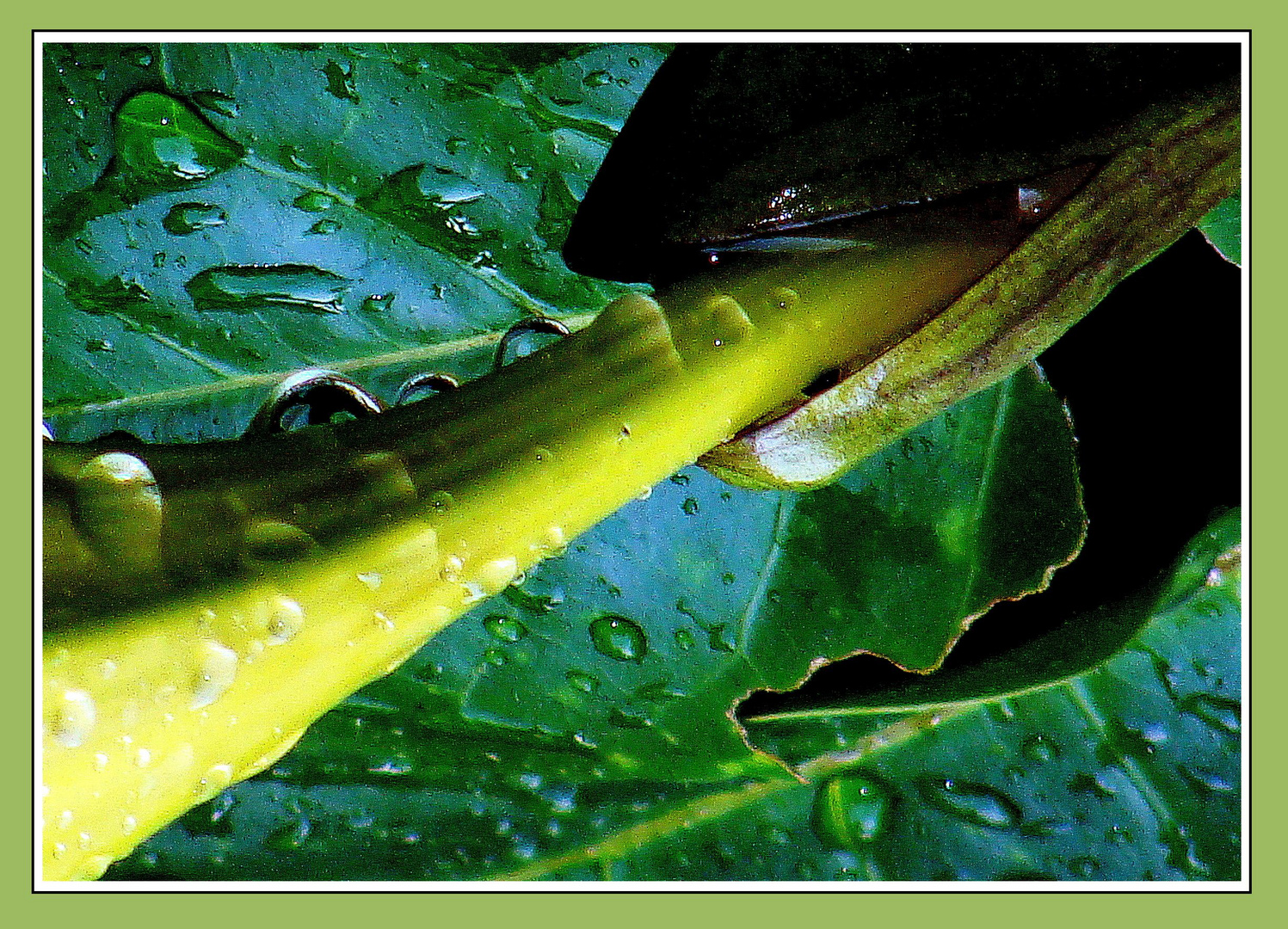 Langue de caméléon