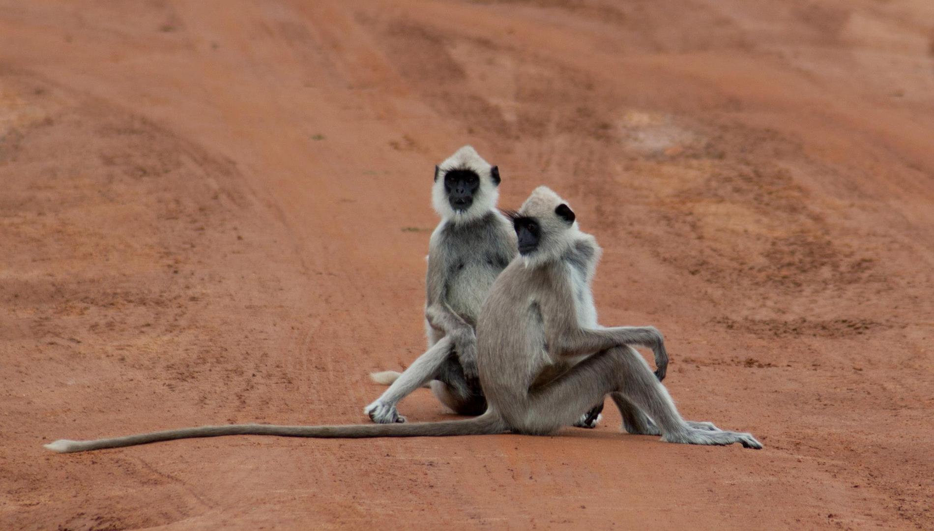 Languren im Yala Nationalpark, Sri Lanka