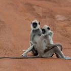 Languren im Yala Nationalpark, Sri Lanka