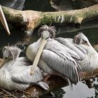 langweilig - Tierpark Berlin