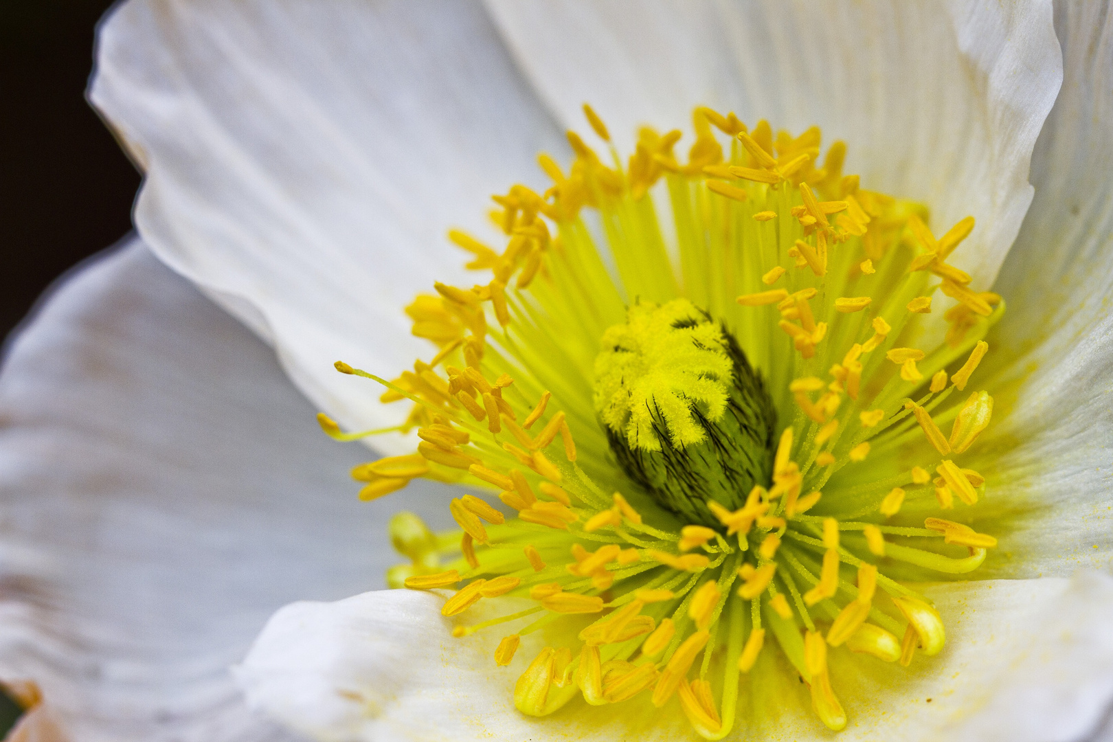 Langweilige Blumenbilder Teil 2