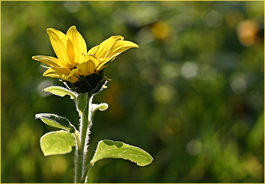 langweilige Sonnenblume an einem langweiligen Sonntag morgen