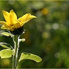 langweilige Sonnenblume an einem langweiligen Sonntag morgen