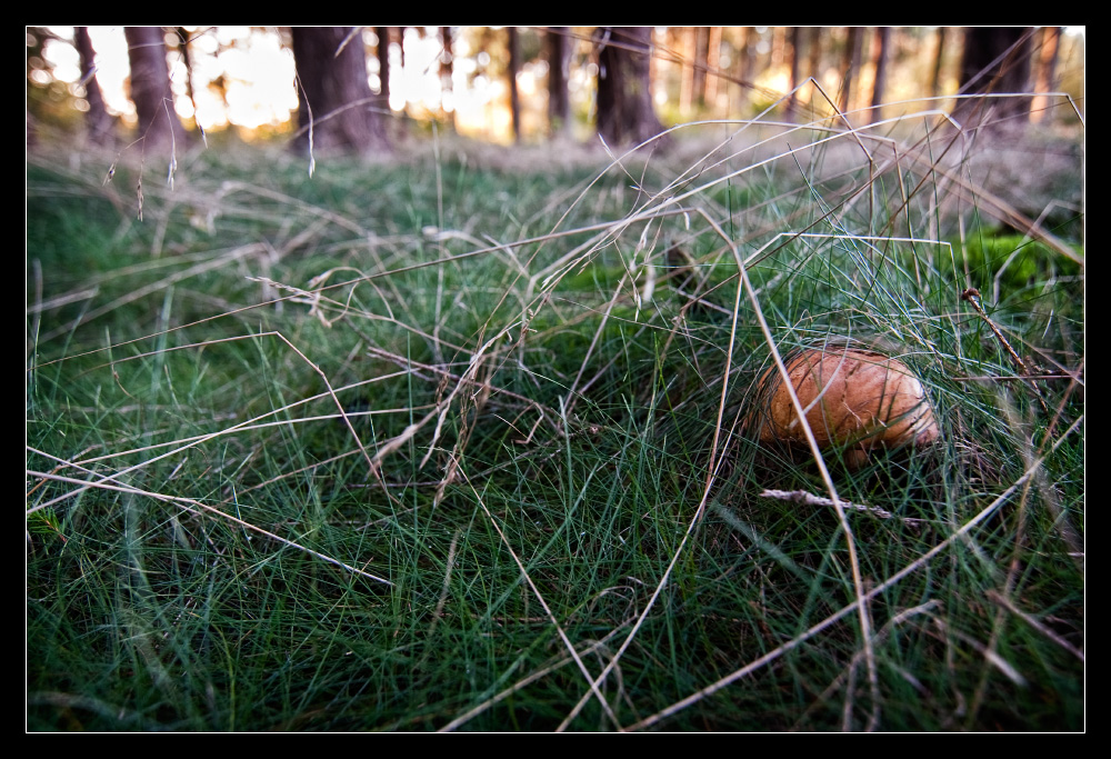 * langweiliger eingesperrter pilz... *