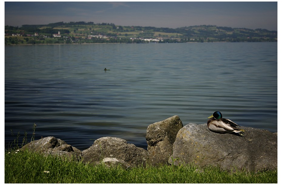 Langweiliges Urlaubsbild (1), mit Ente