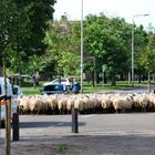 Langzaamverkeer - Langsamverkehr