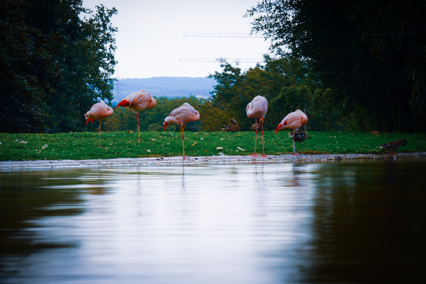 Langzeit-Flamingos